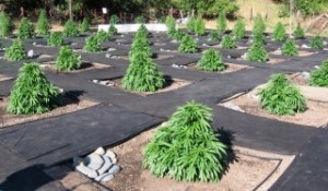 CaliforniaMarijuanaCultivation[Weedist].thumbnail