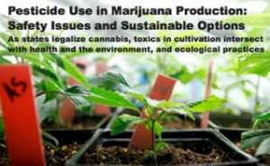 PesticideUseInMarijuanaProduction[BeyondPesticides].thumbnail