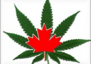 canada-marijuana-1.thumbnail
