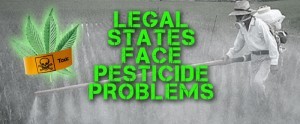 PesticideProblemsLegalStatesFace[MarijuanaPackaging.com]