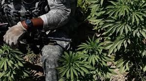 veteran and marijuana