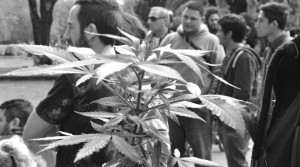 marihuana-planta