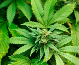 sexing_marijuana_plants